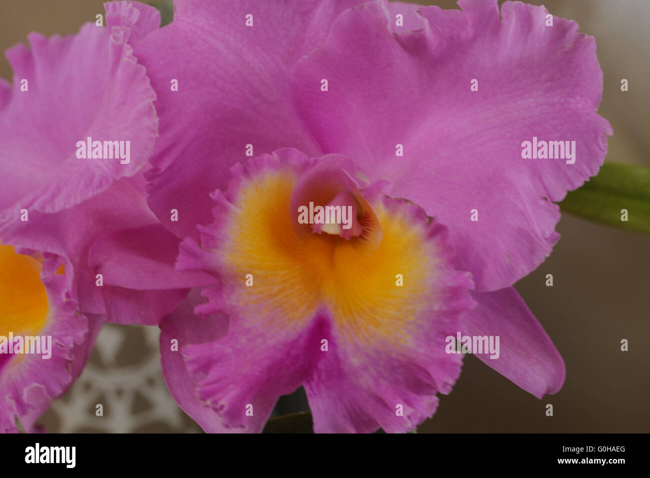 Cattleya orchid flower blooms Stock Photo