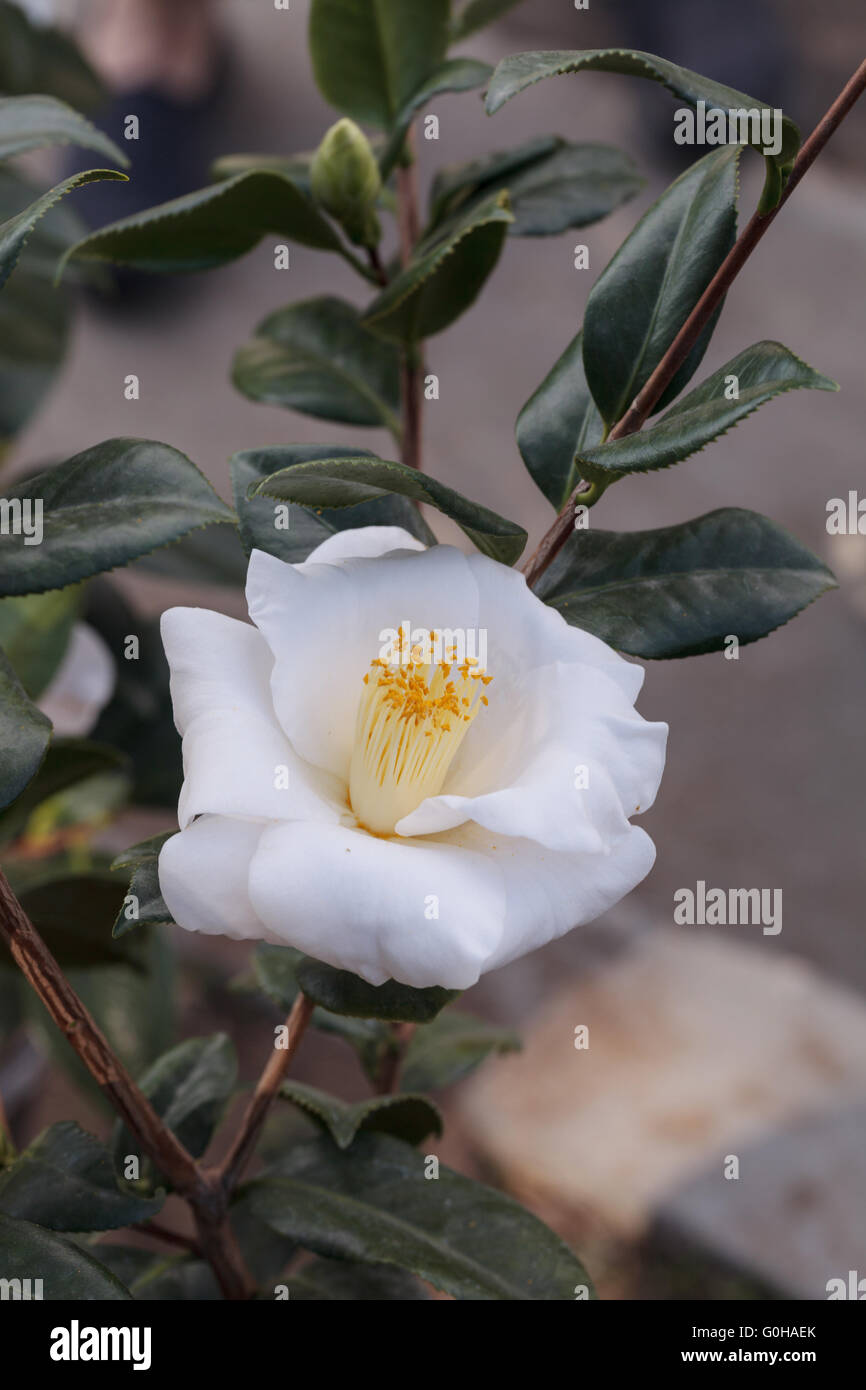 Camellia japonica white flower Stock Photo
