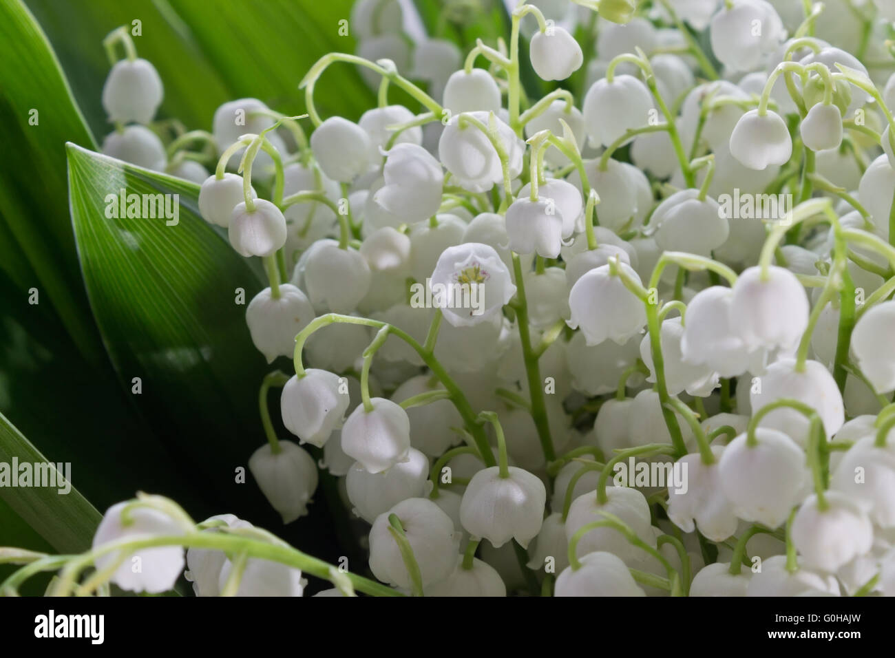 bouquet of lily of the valley closeup Stock Photo - Alamy