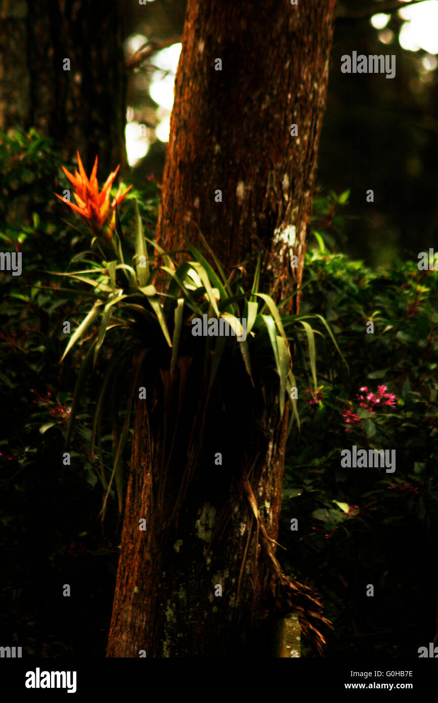 Fiery orange yellow bromeliad flower with green leaves on a cypress tree trunk in a forest. Stock Photo