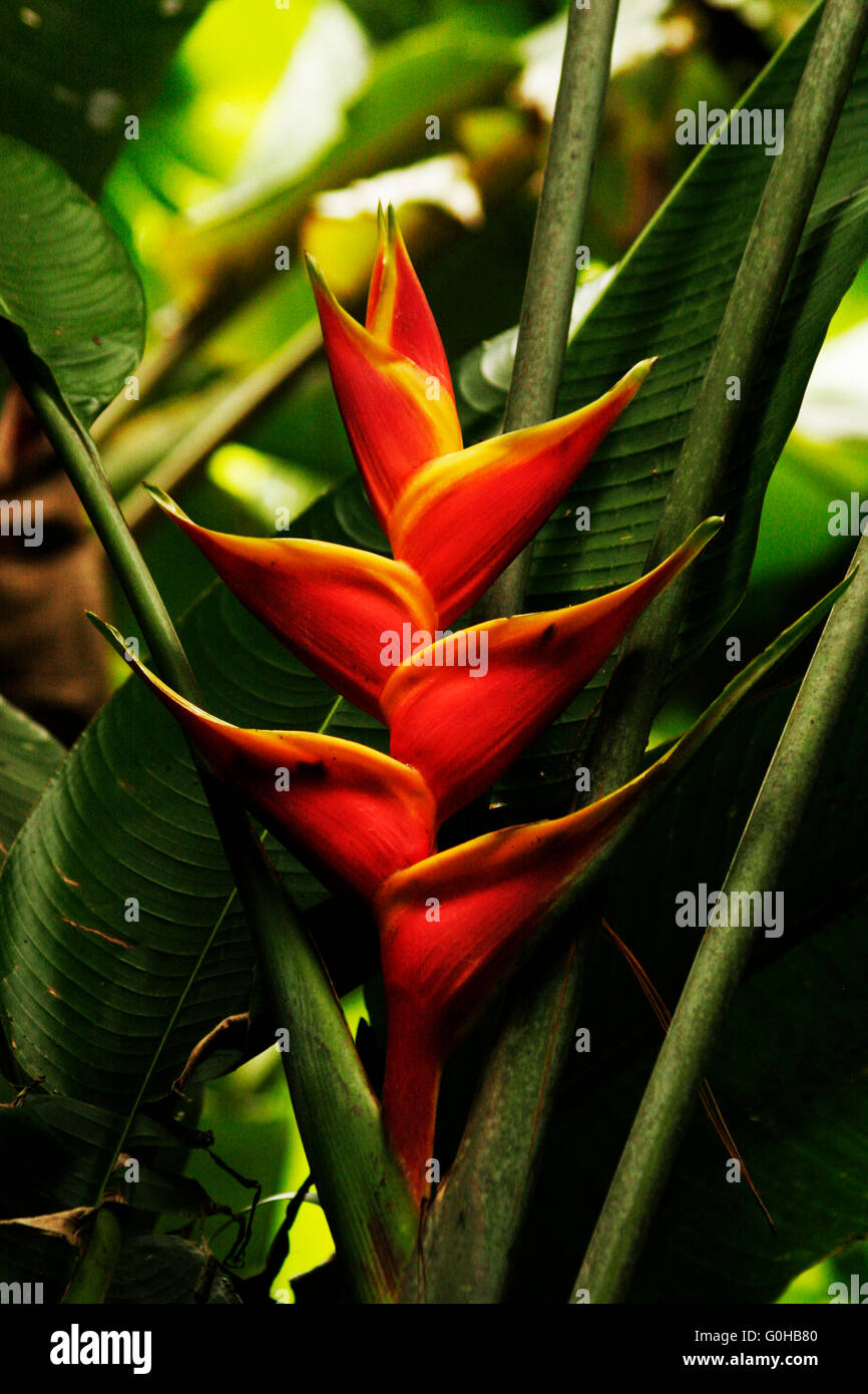 Red and yellow Heliconia wagneriana with green stems and leaves on plant in a natural setting with other plants surrounding. Stock Photo