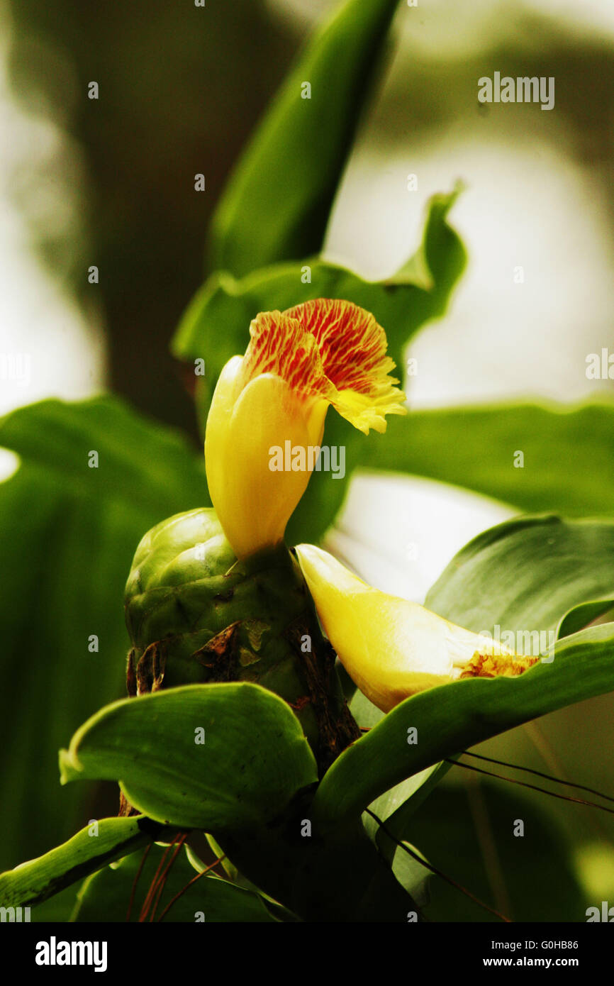 Single yellow ginger flower bloom with red of the ginger family coming out of a green sheath and spiraling green leaves. Stock Photo