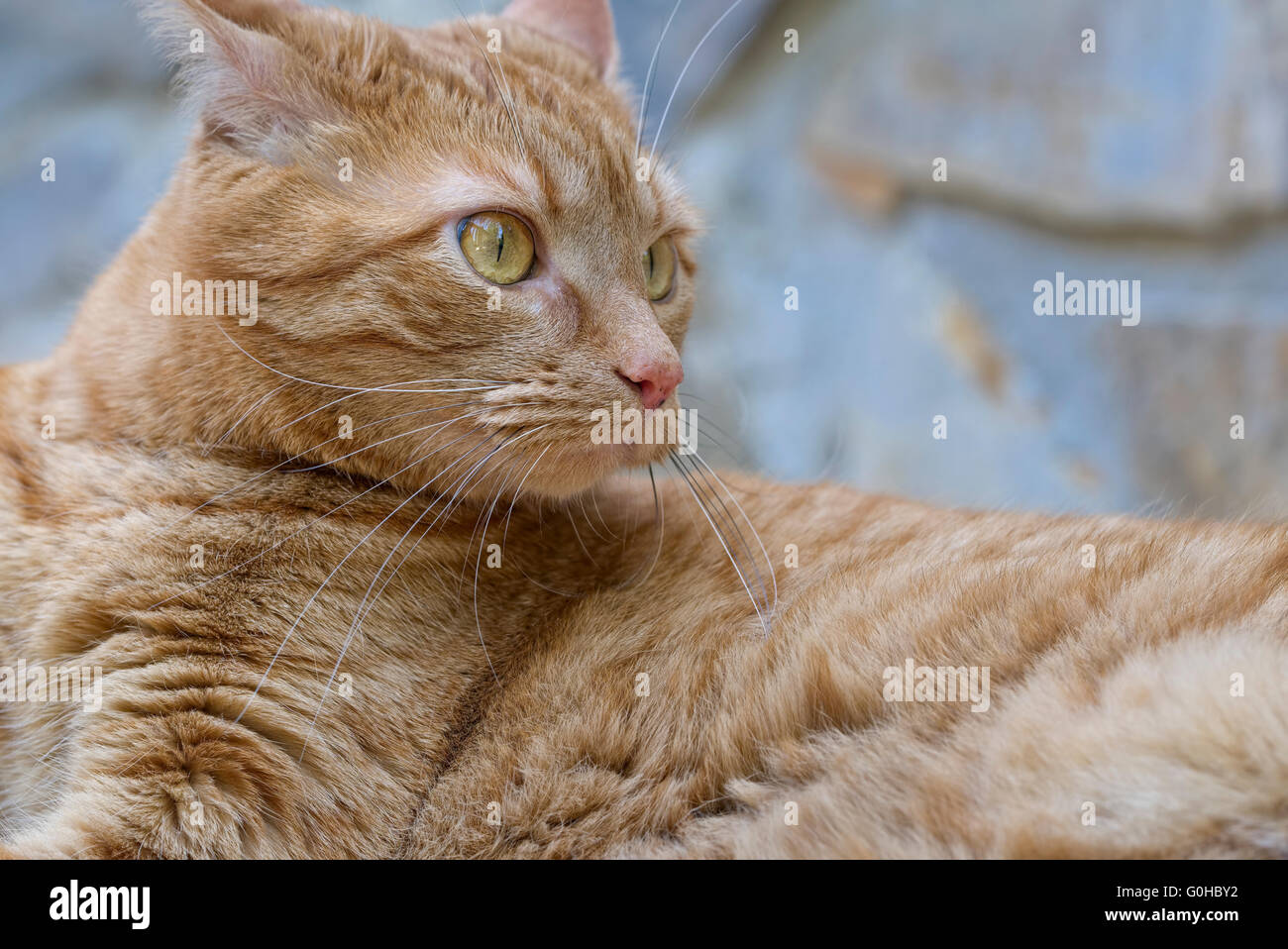 Male orange tabby cat lying down outdoors looking around Stock Photo ...