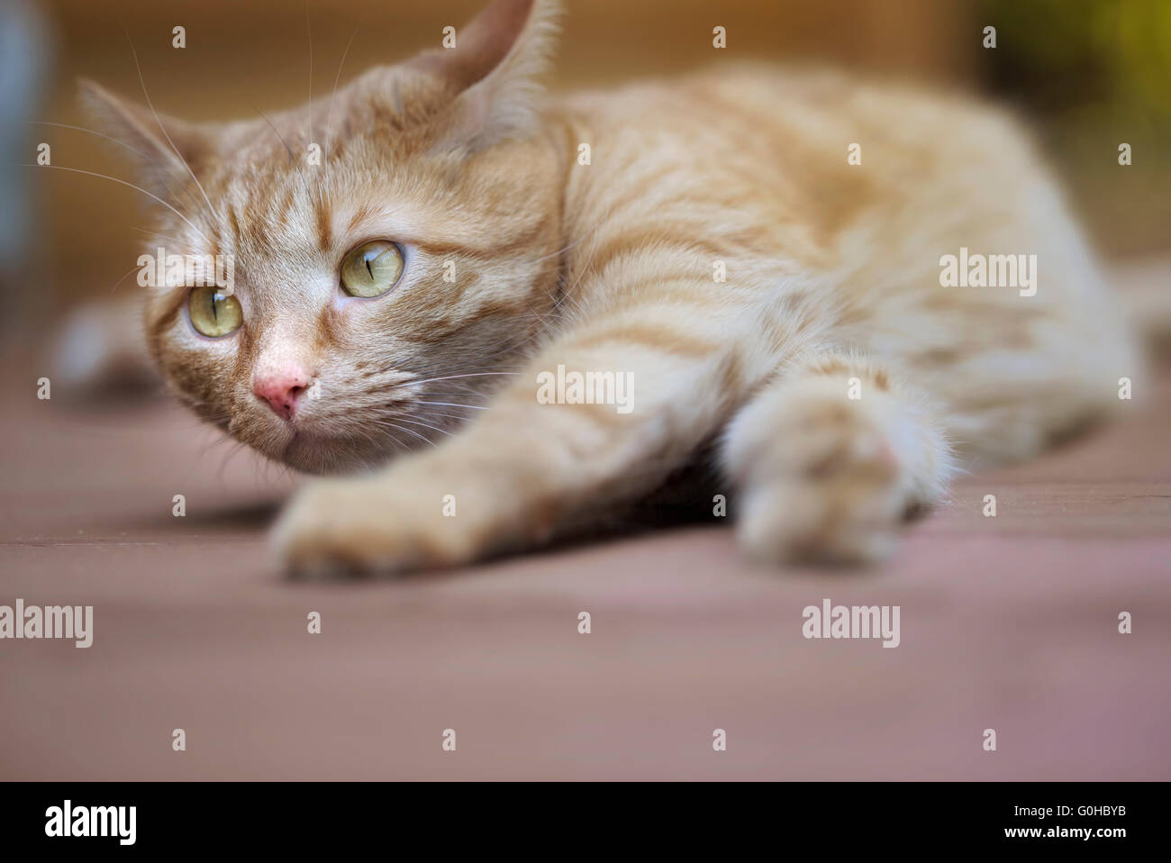 Male orange tabby cat lying down outdoors, stretching Stock Photo - Alamy