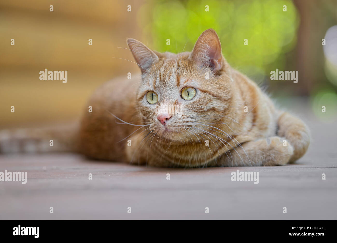 Male orange tabby cat lying down outdoors staring Stock Photo - Alamy
