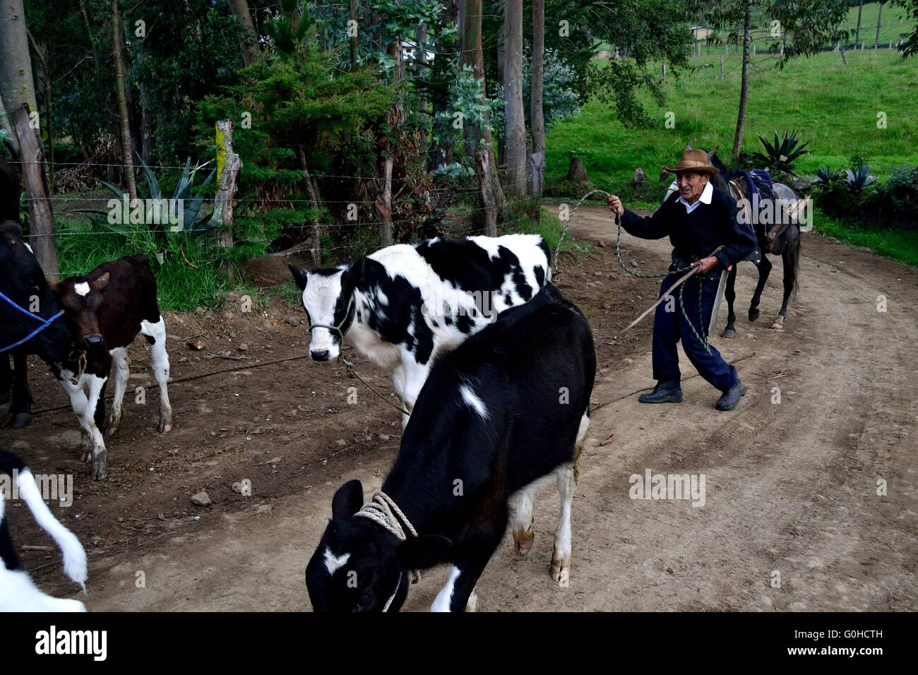 Cattleman in Pulun  ' Las Huaringas '  - HUANCABAMBA.. Department  of Piura .PERU Stock Photo