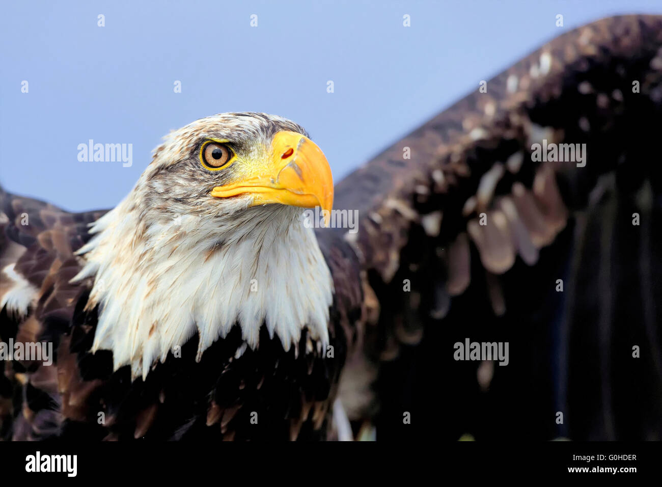 Bald eagle Stock Photo