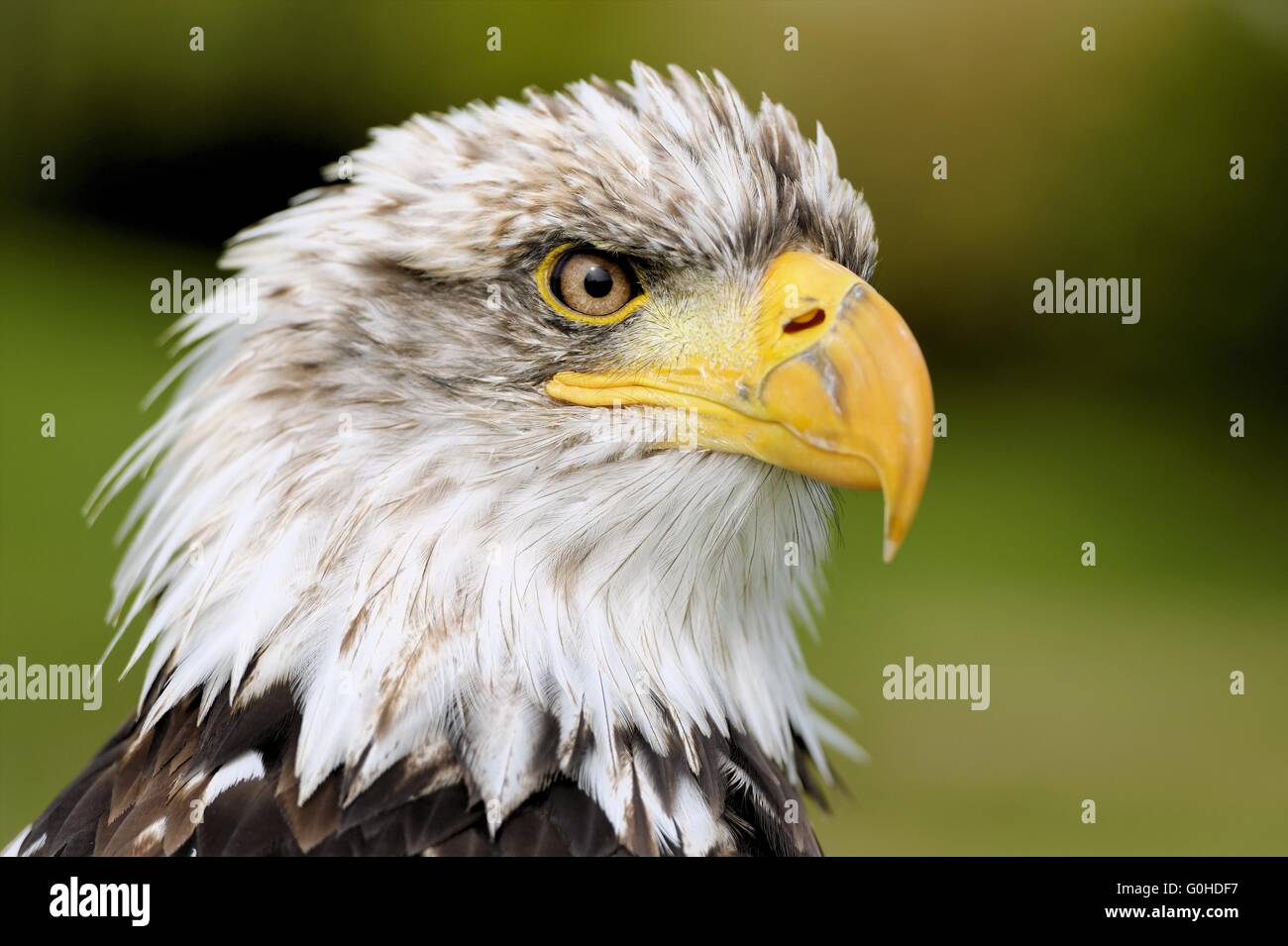 Bald eagle Stock Photo