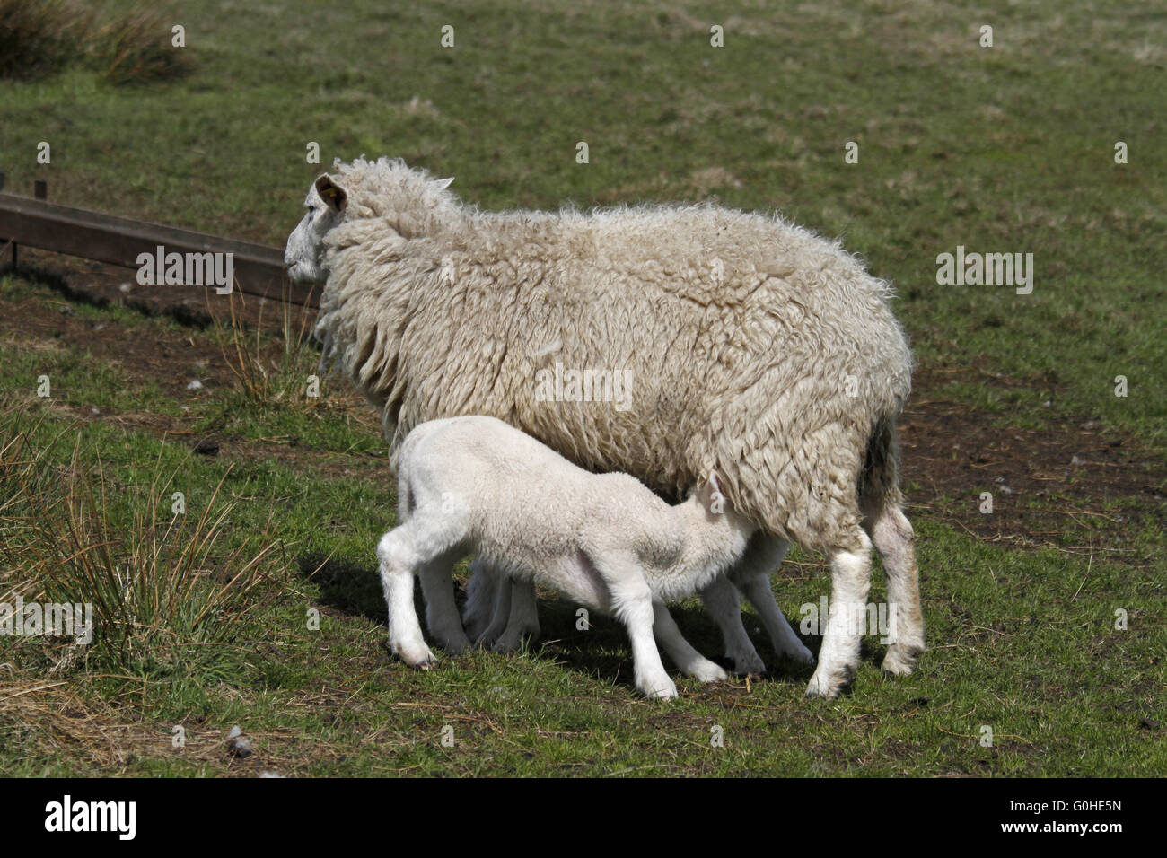 lamb with mother Stock Photo