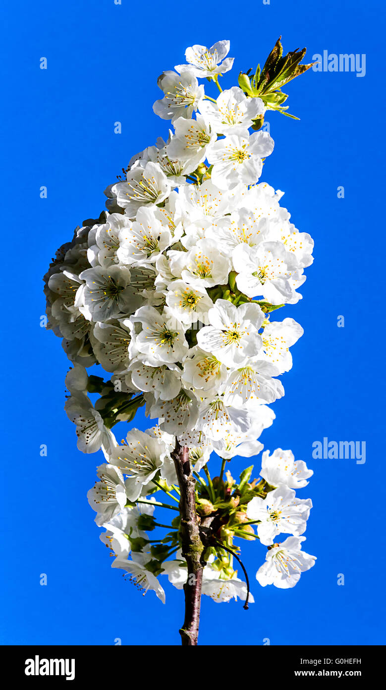 Cherry blossom against blue sky Stock Photo - Alamy