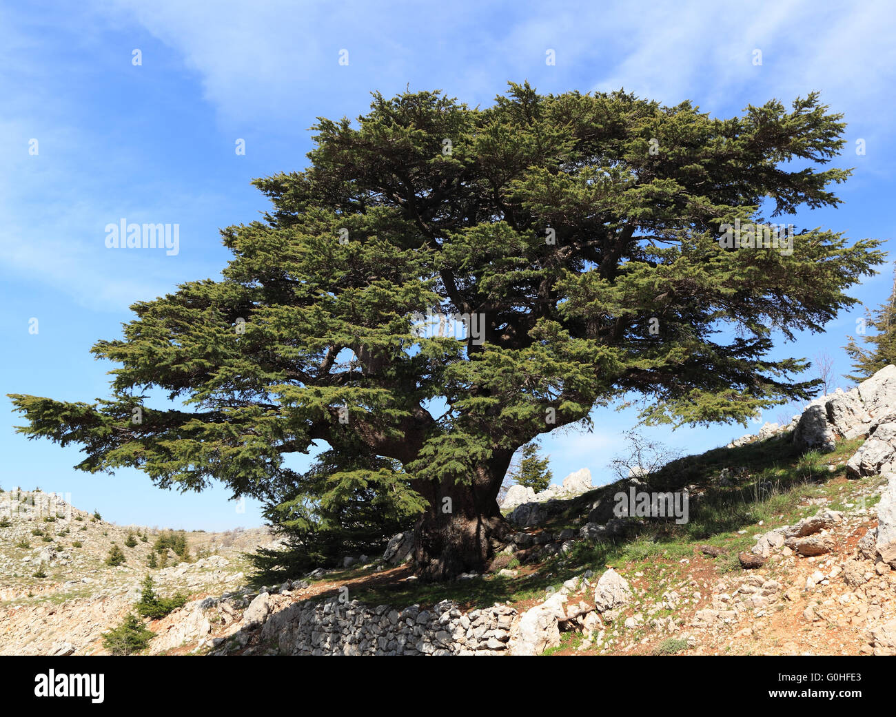Lebanon Cedar Tree Stock Photo