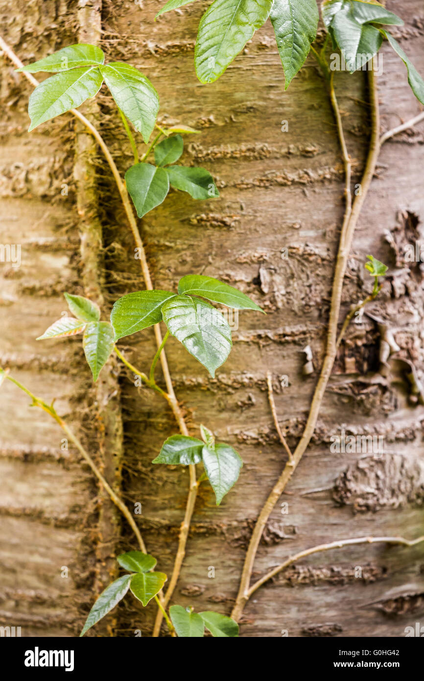 How To Grow Ivy Up A Tree At Gilberto Mccord Blog