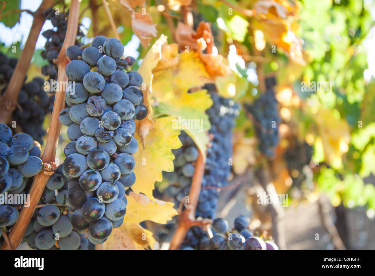 Winegrowing in South Africa Stock Photo