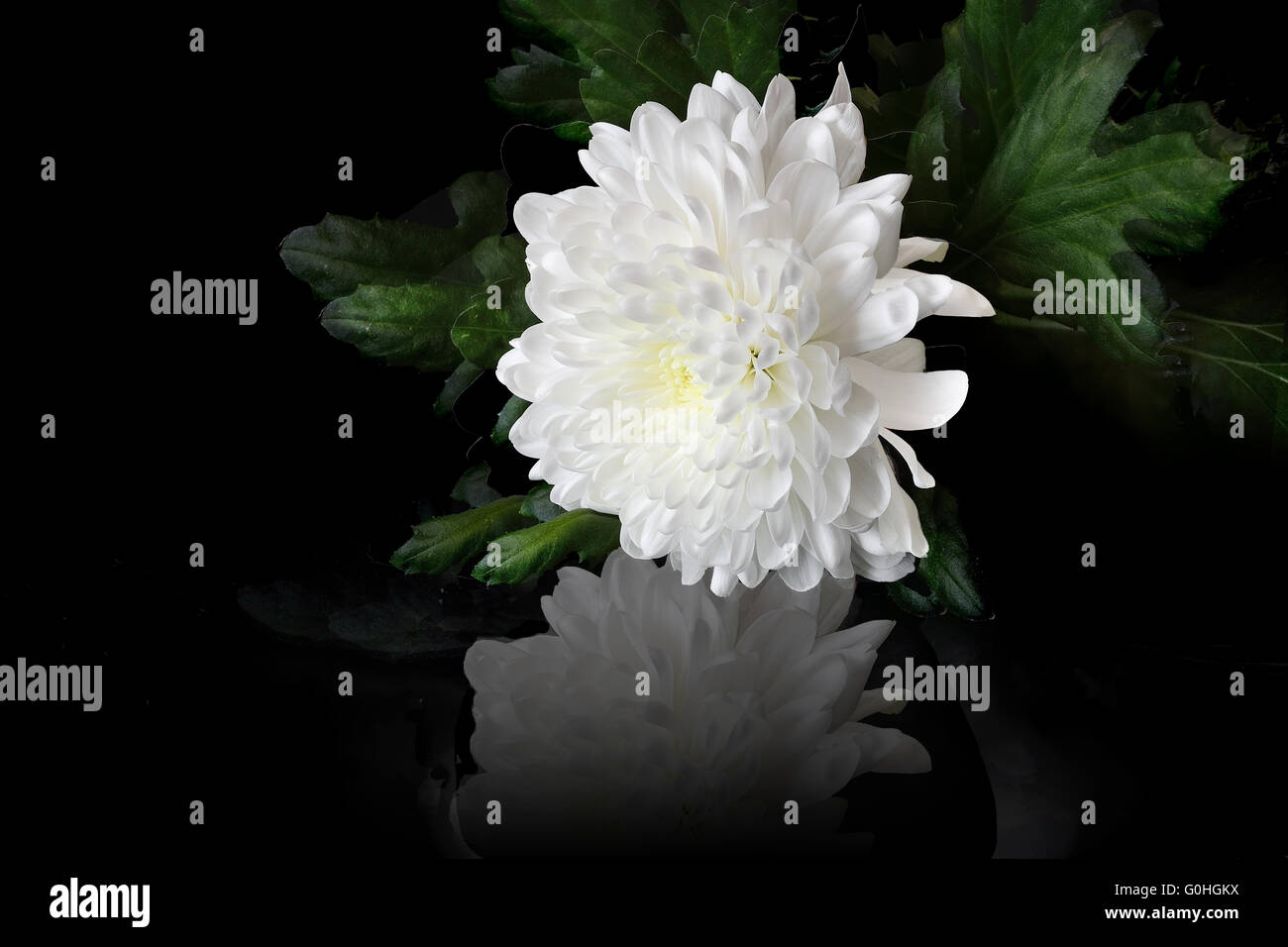 White Chrysanthemum Flower Stock Photo