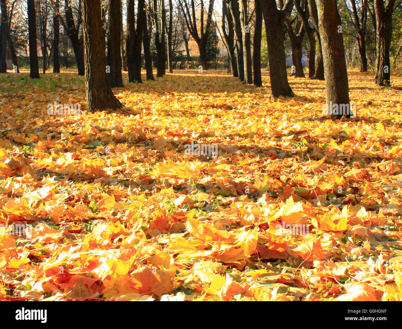Autumn park with trees and yellow leaves on the ground Stock Photo - Alamy