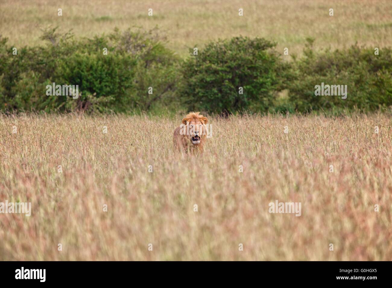 beautiful lion at the masai mara national park kenya Stock Photo - Alamy