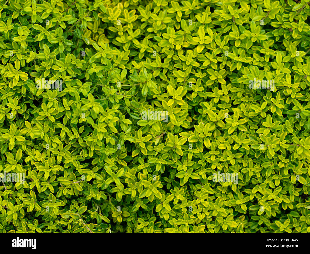Golden thyme, herb. Background. Stock Photo