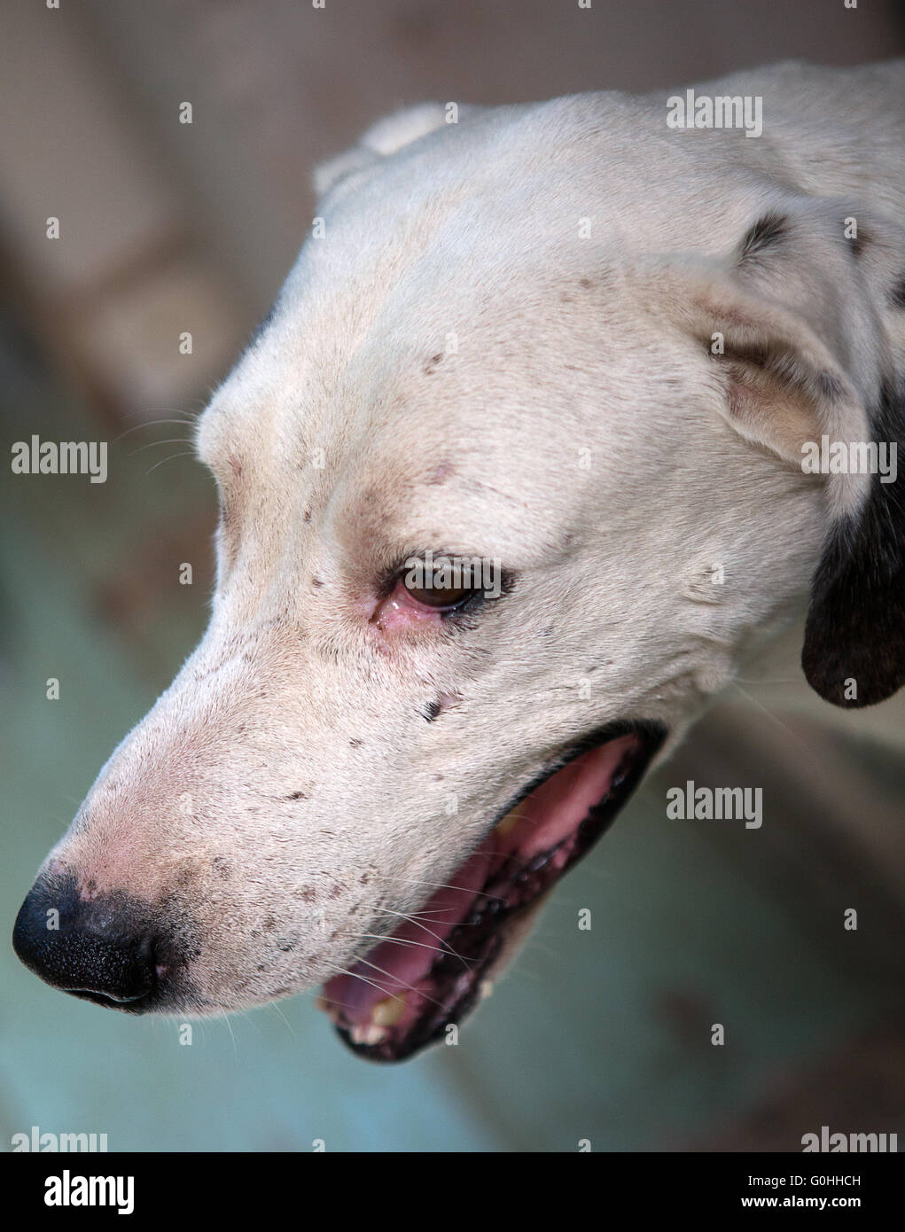 Dog with scar hires stock photography and images Alamy