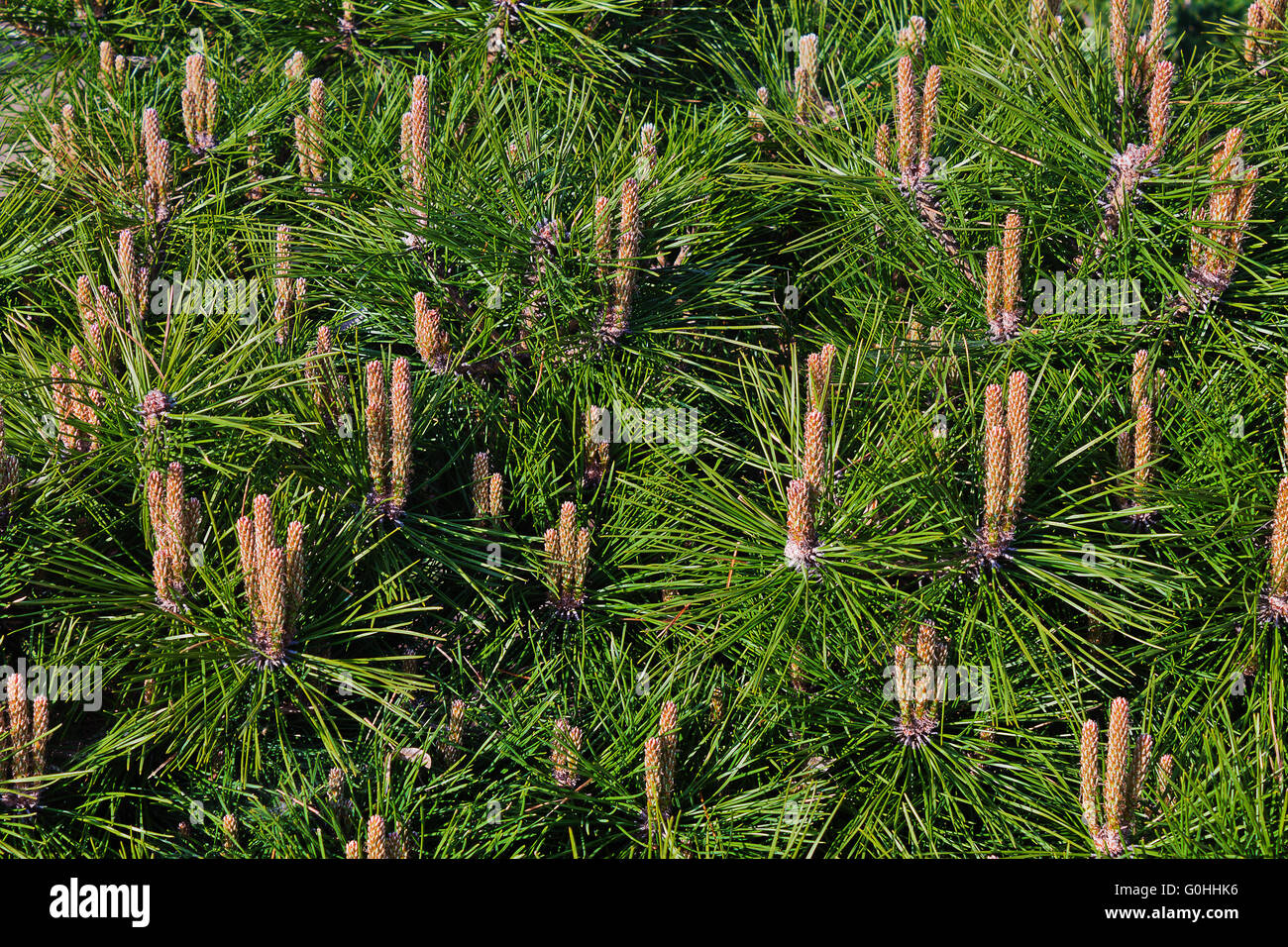 background green pine branches close up Stock Photo - Alamy