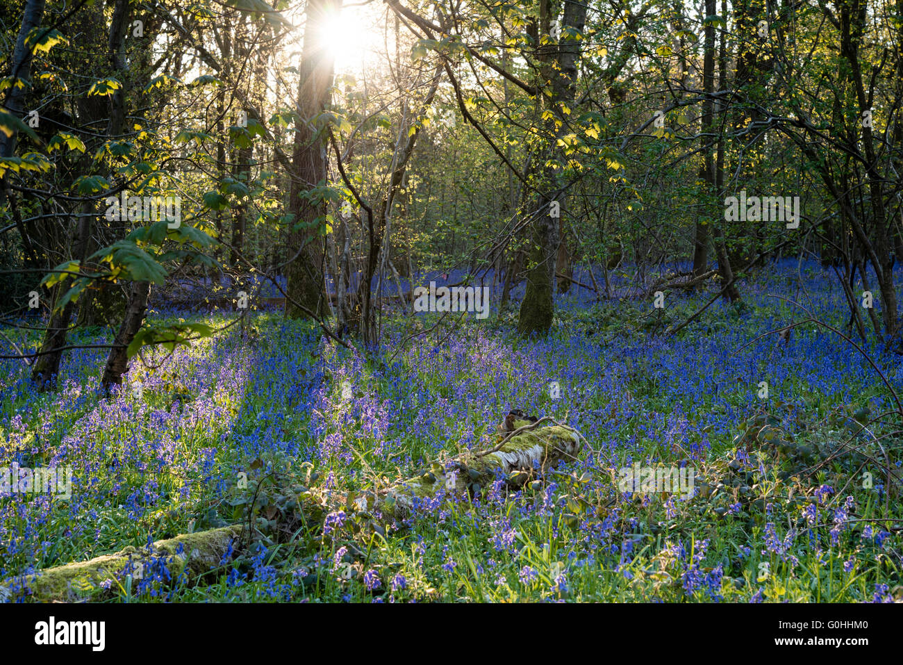 A bluebell wood in Wiltshire, UK. Stock Photo