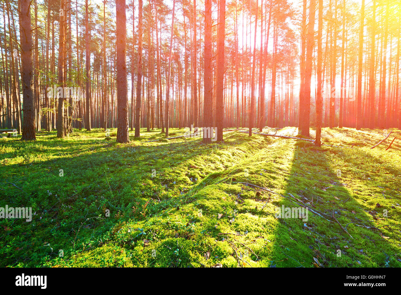 Sunrise in pine forest Stock Photo - Alamy