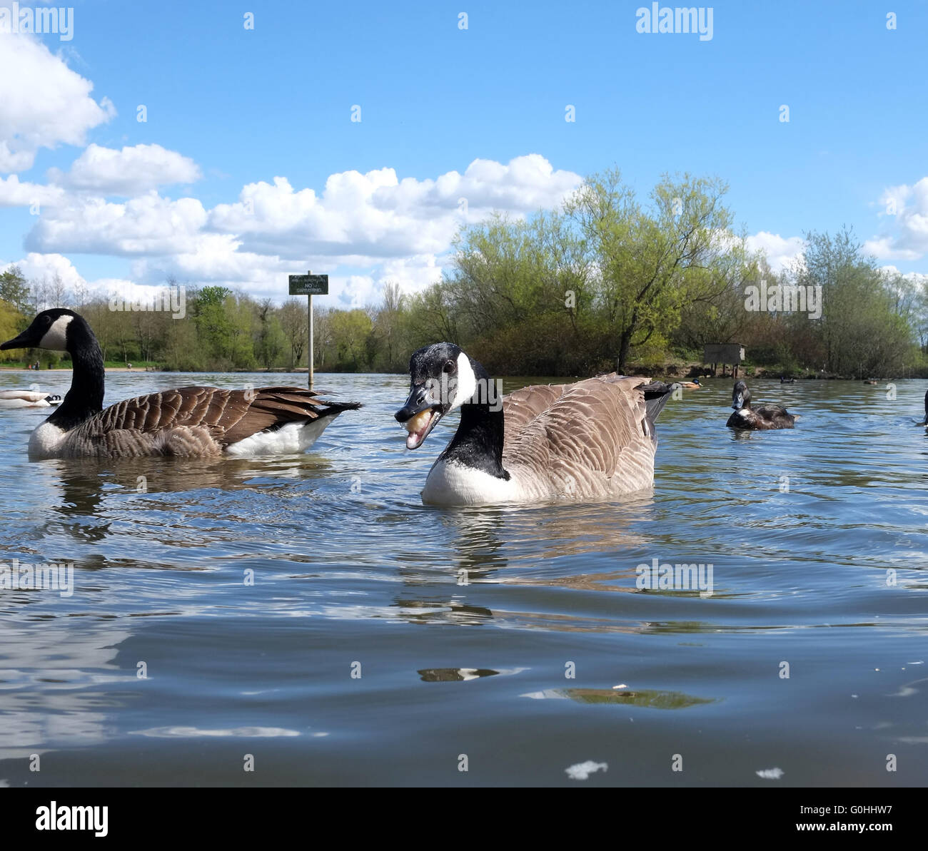 Low view point images taken of Canada Geese eating thrown bread at Thatcham Wildlife centre in Berkshire. 30th April 2016 Stock Photo