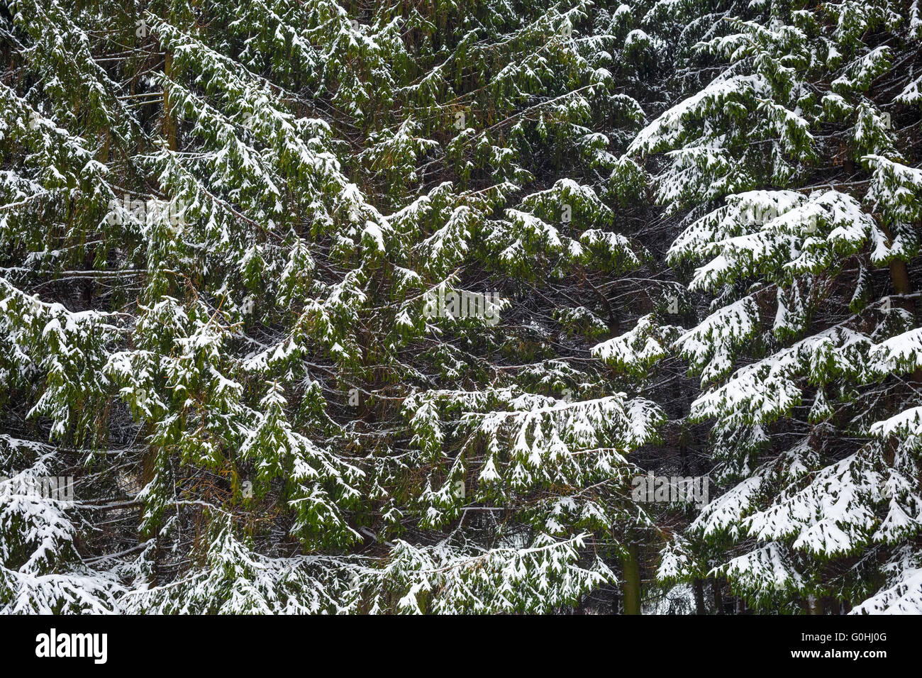 Fir trees in the snow Stock Photo - Alamy