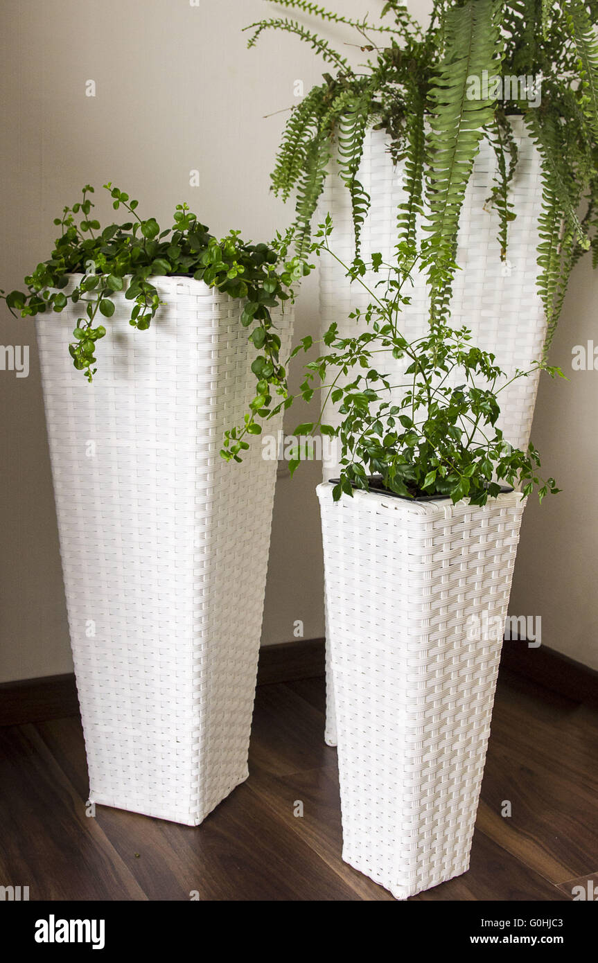 Potted plants in wicker pots Stock Photo Alamy