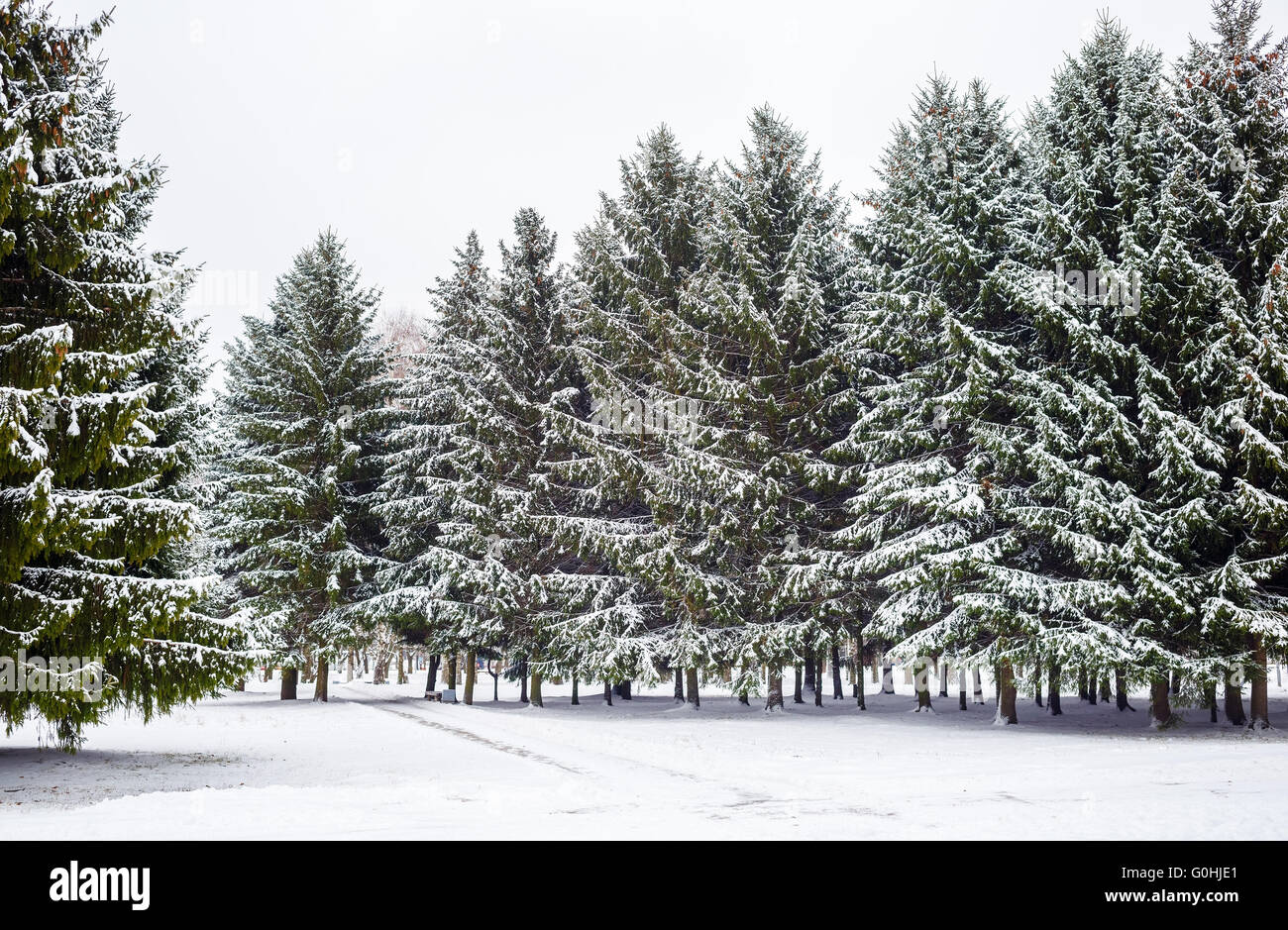 Fir trees and snow Stock Photo