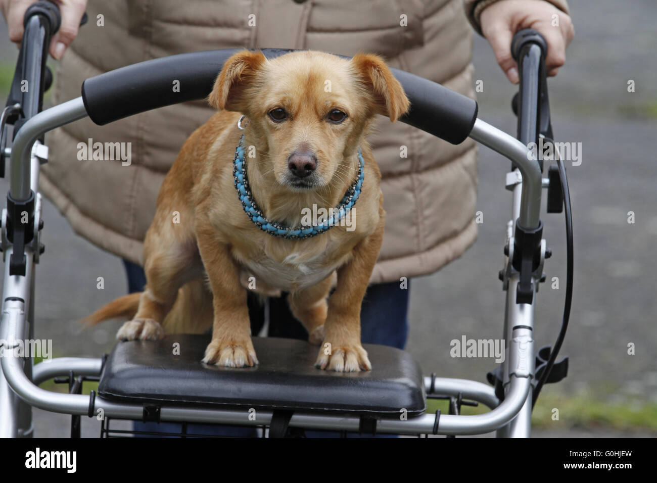 dog on a wheeled walker Stock Photo - Alamy