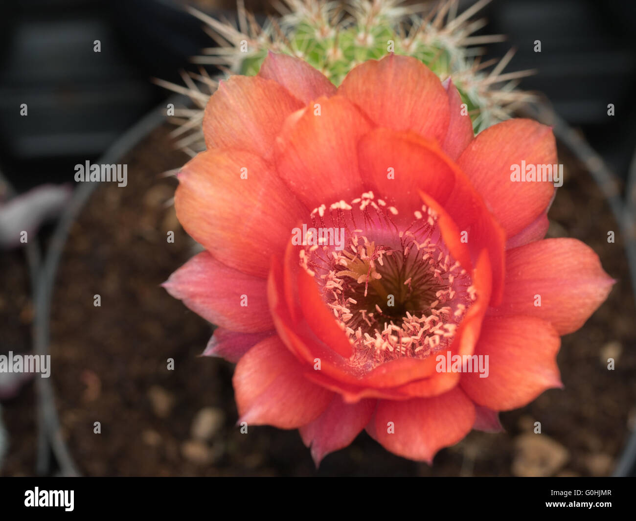 Cacti flower flowering hires stock photography and images Alamy