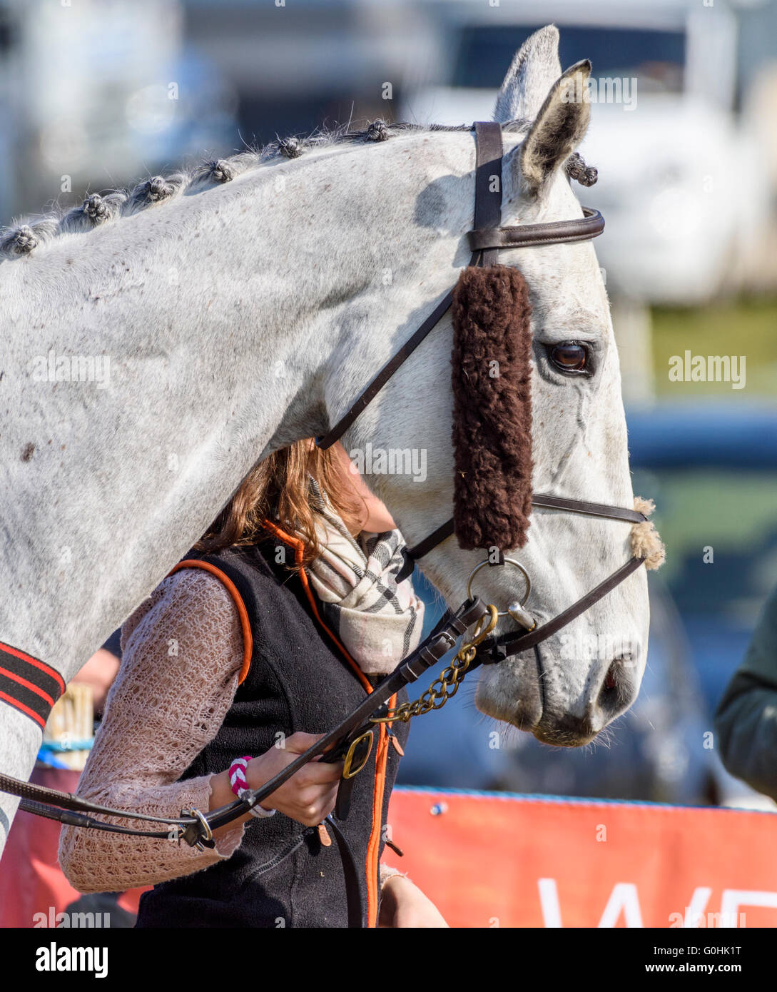 Head and neck profile of a grey hunter wearing a grackle bridle with sheepskin cheekpiece covers.  Handler partially obscured. Stock Photo