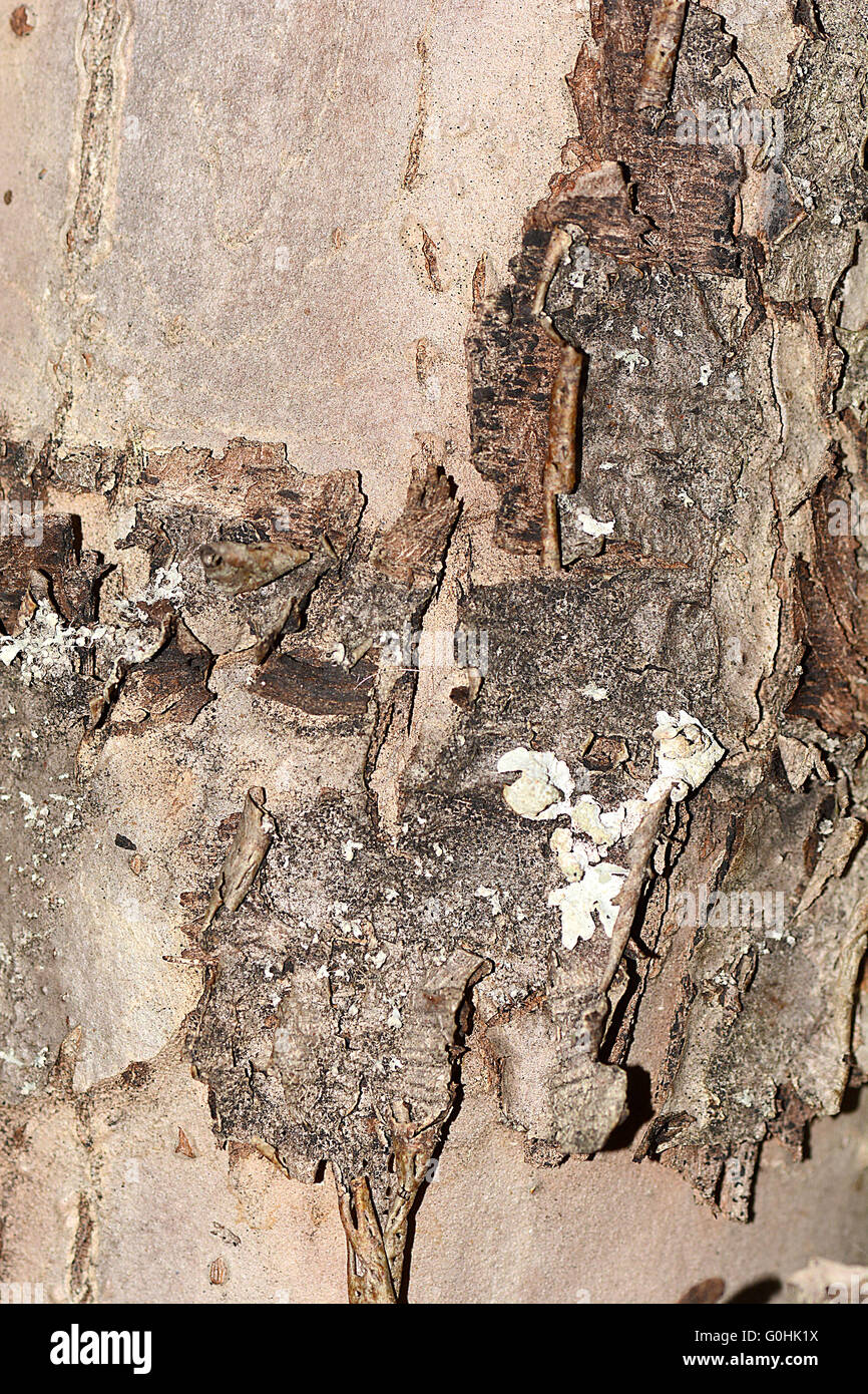 texture of bark wood use as natural background Stock Photo - Alamy
