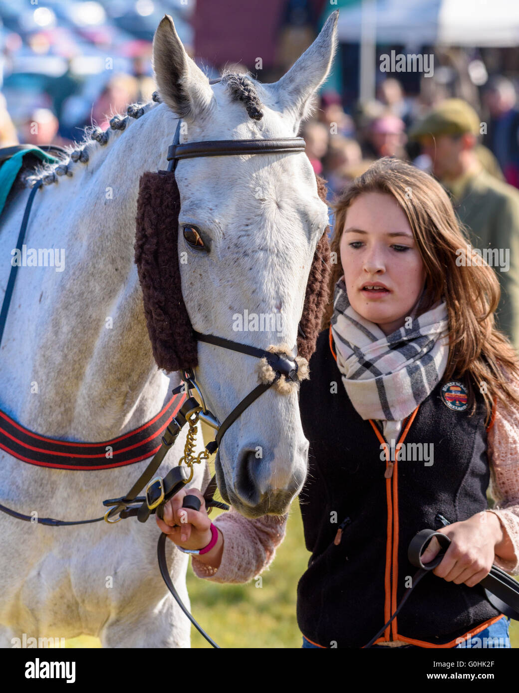 Young female handler leads a grey working hunter wearing a grackle bridle with sheepskin cheekpiece covers Stock Photo