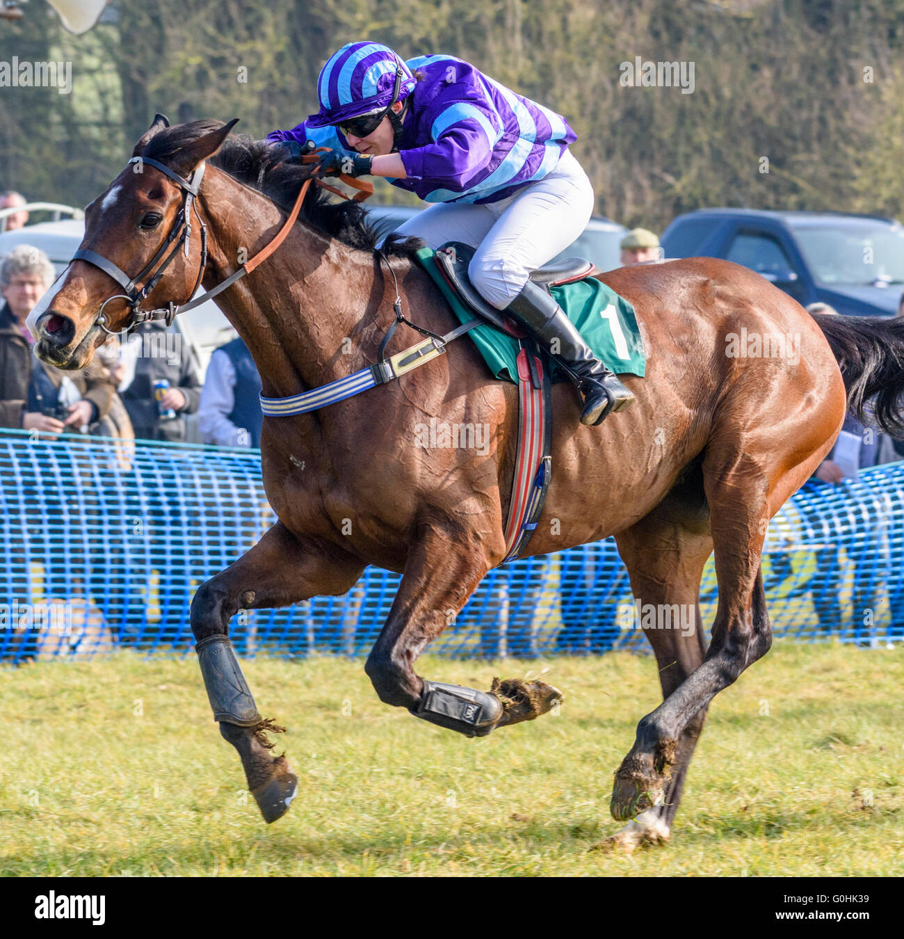 Jockey in purple striped racing silks riding a bay hunter at full