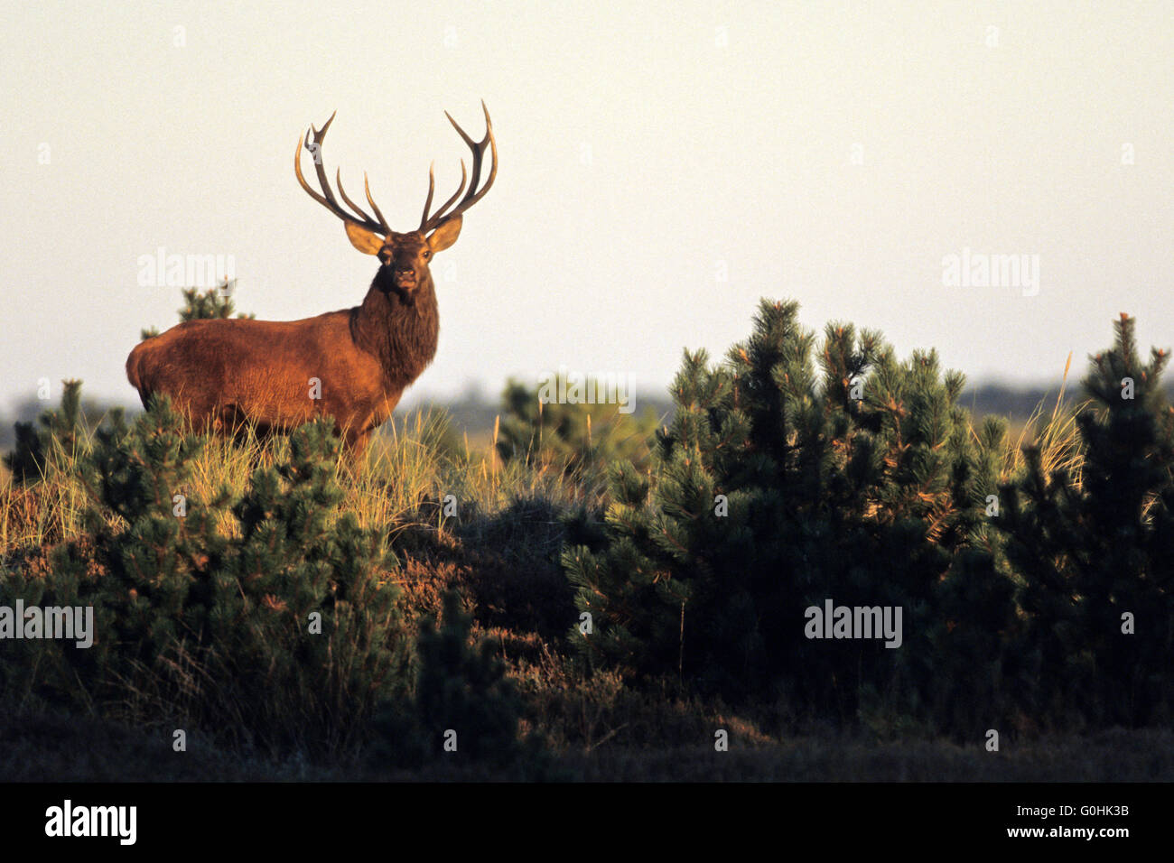 Red Deer stag in evening light Stock Photo