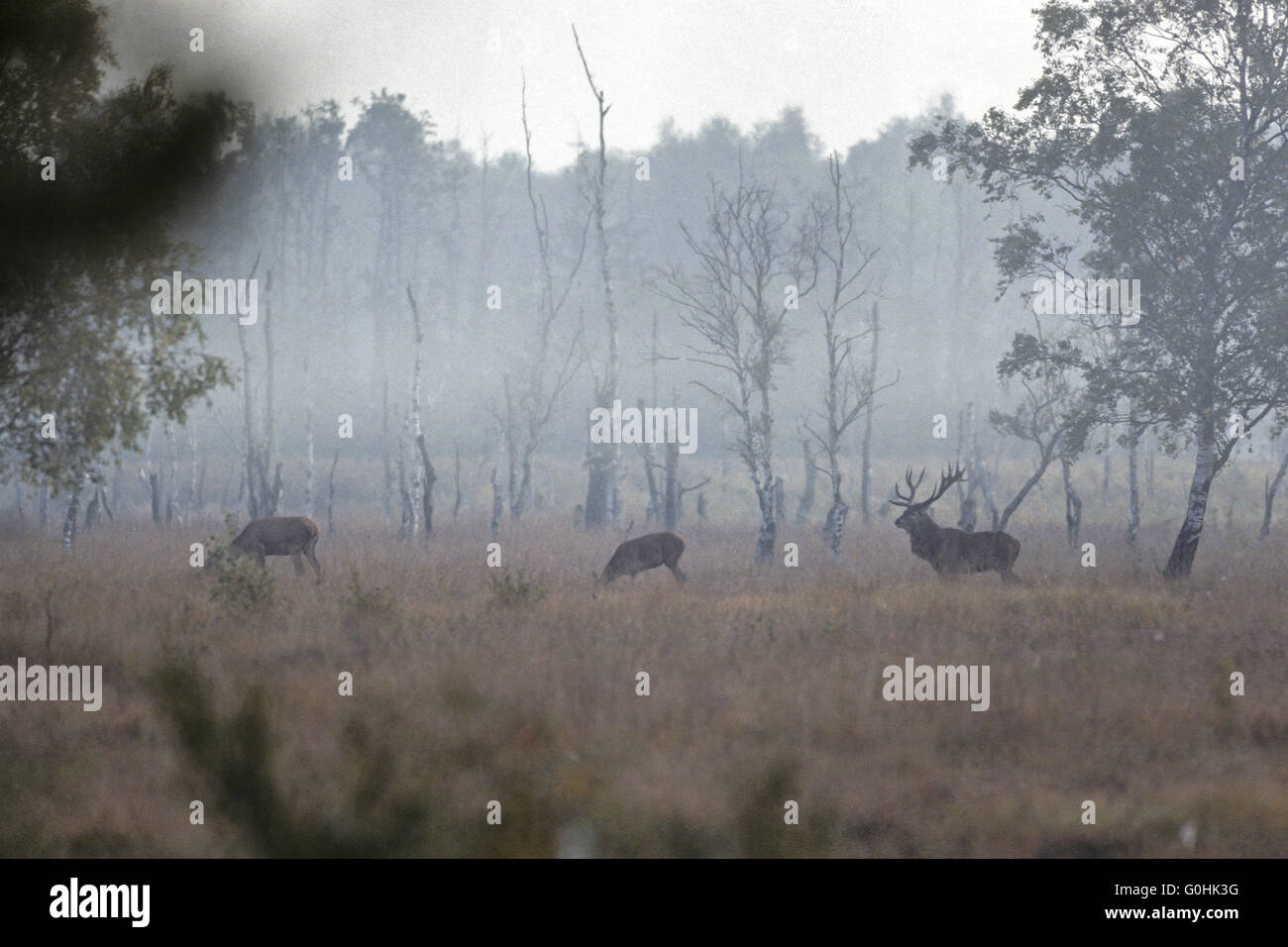 Red Deers in Duvenstedter Brook near Hamburg Stock Photo