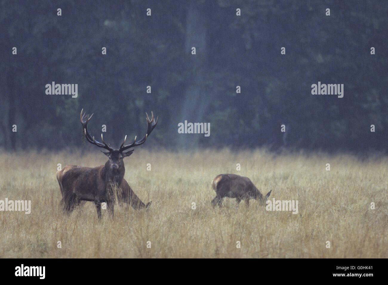 Red Deer usually involve more mating attempts before the first is successful Stock Photo