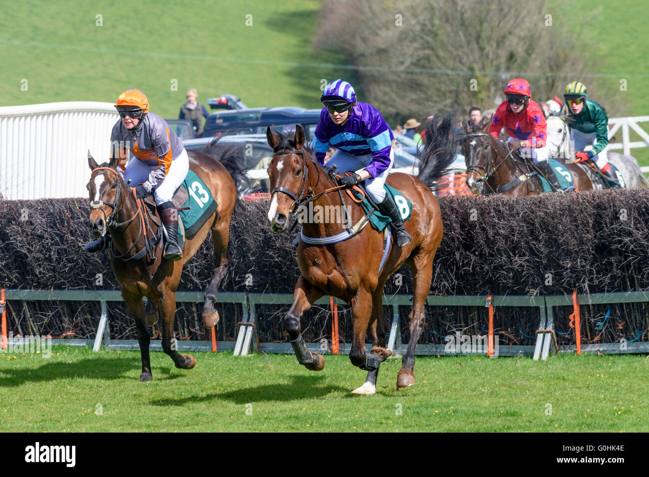 Two bay horses gallop away from a fence they just jumped during a point-to-point race Stock Photo