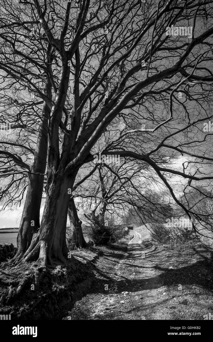 Huge Beech tree with branches overhanging a path in the English