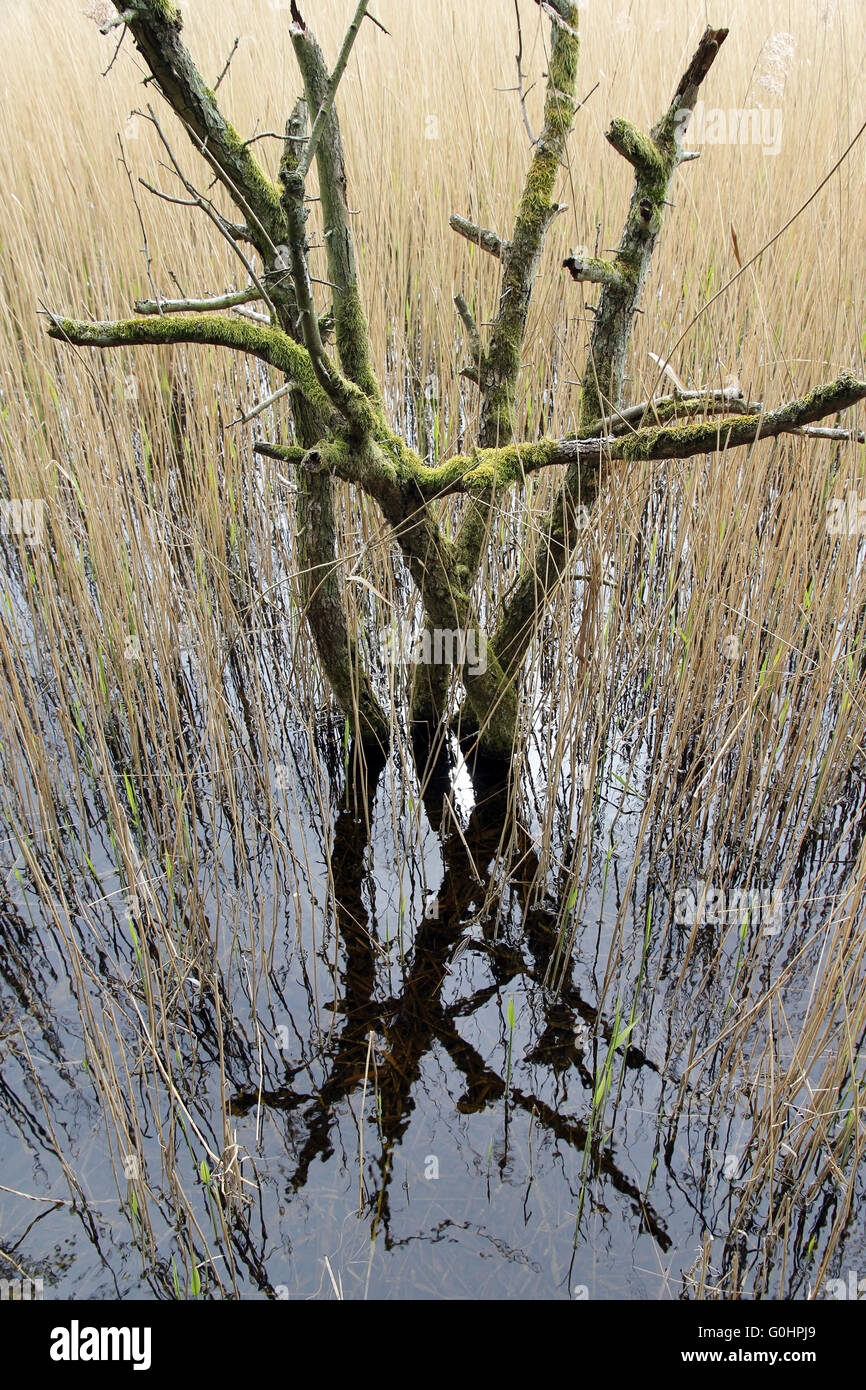 dead tree fenland freshwater marsh Cambridgeshire Stock Photo