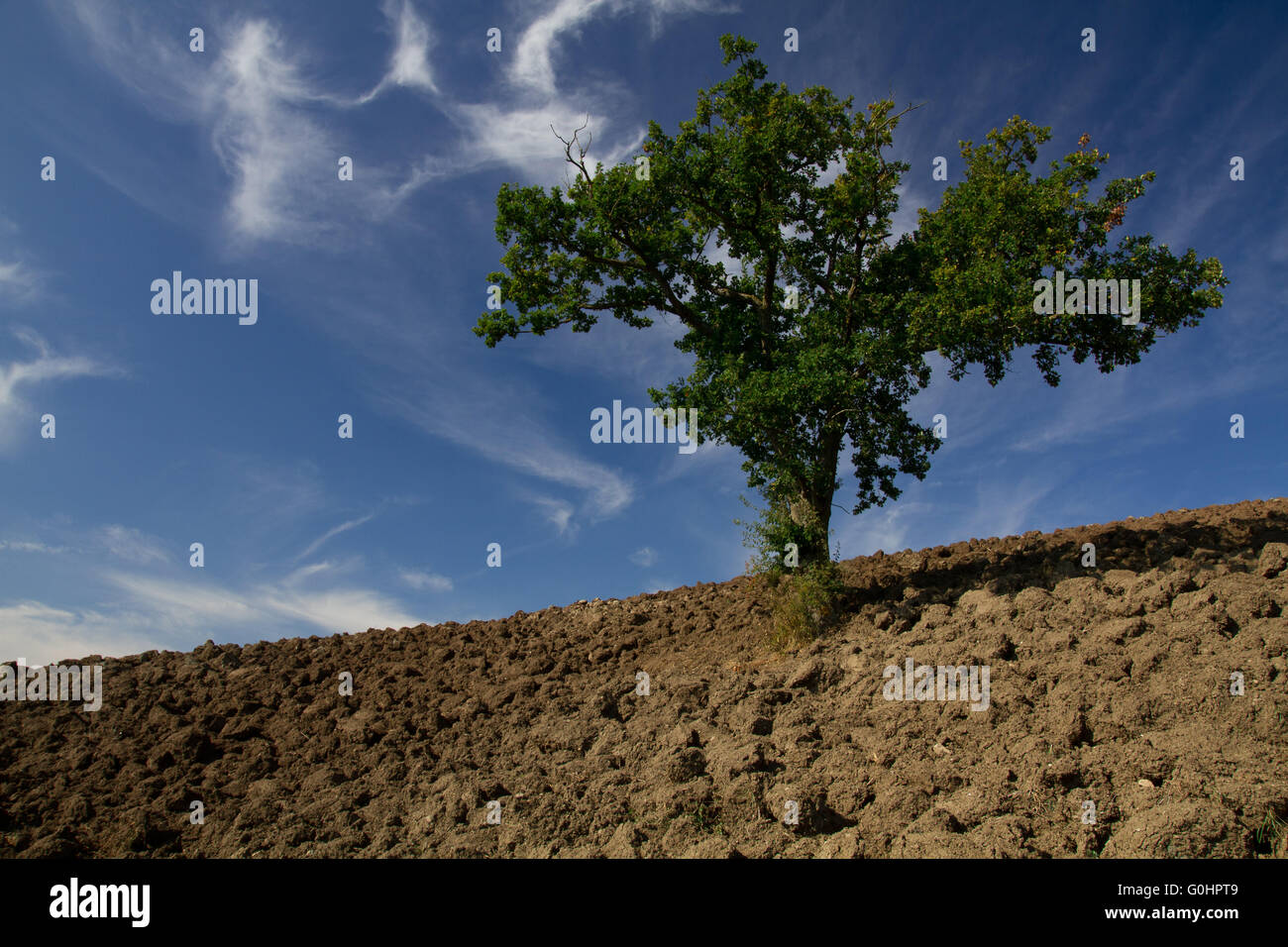 Single tree standing in a plain field Stock Photo