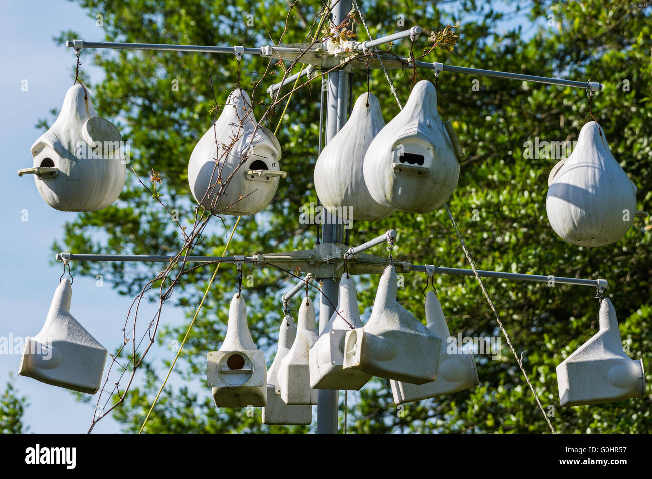 Texas gulf coast birds hi-res stock photography and images - Alamy