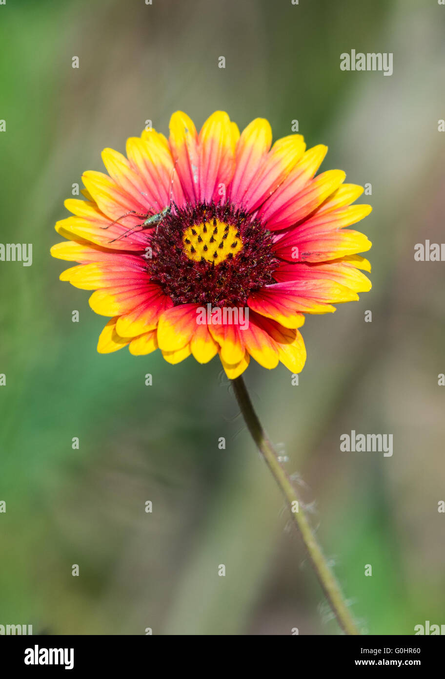 A wild Indian Blanket flower in full bloom at High Island, Upper Gulf Coast of Texas, USA. Stock Photo