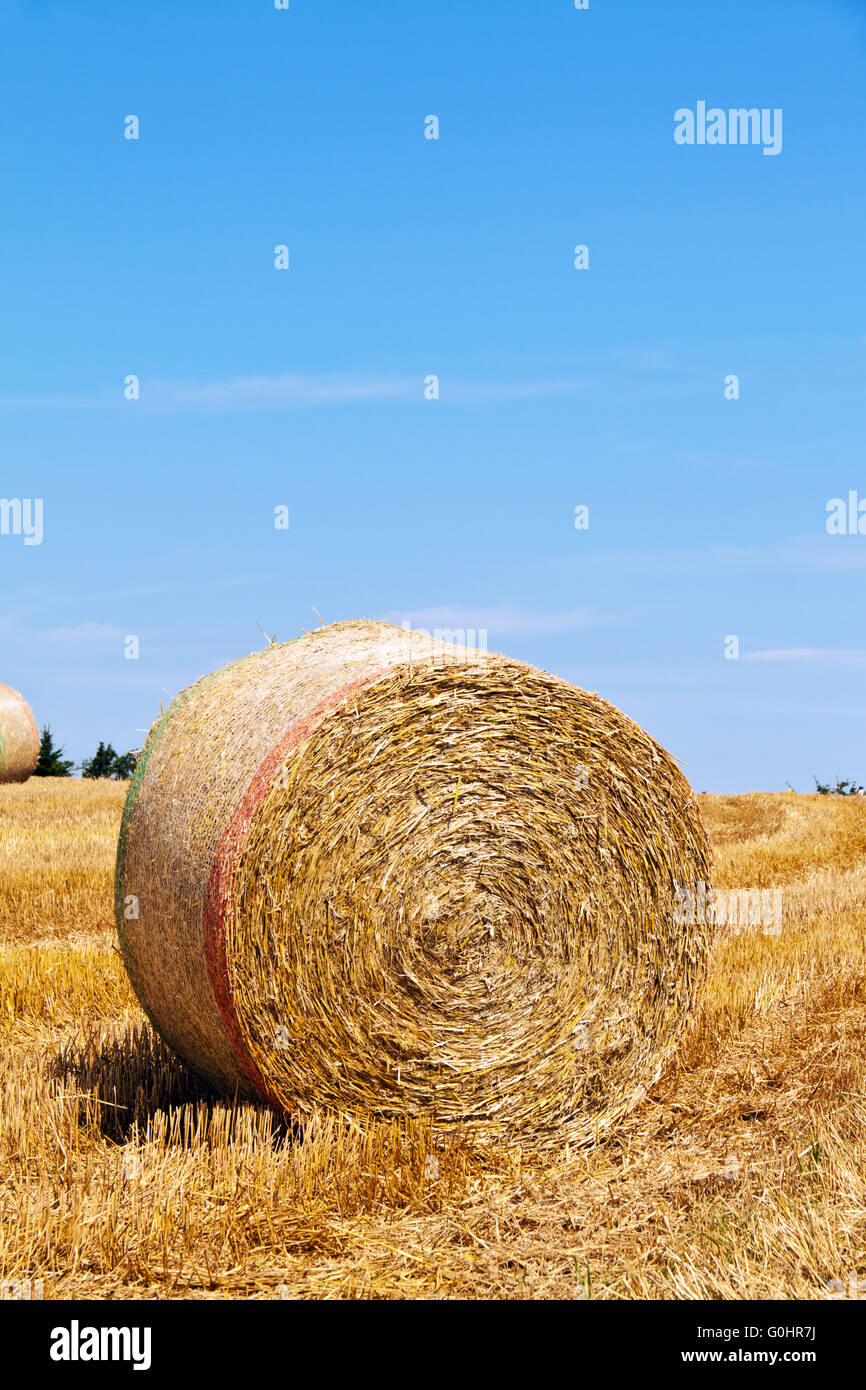 Agriculture. Field with bales of straw after harvest Stock Photo - Alamy