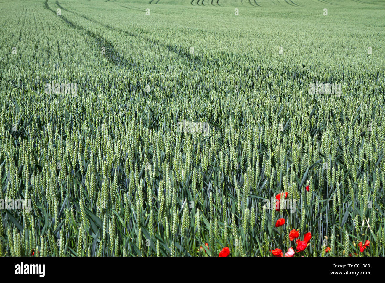 Wheat field in Bavaria, Germany Stock Photo - Alamy