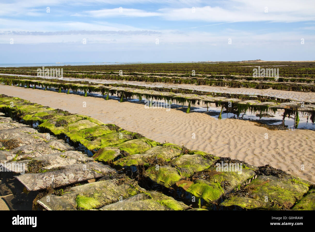 Oyster beds, Jersey, UK Stock Photo Alamy