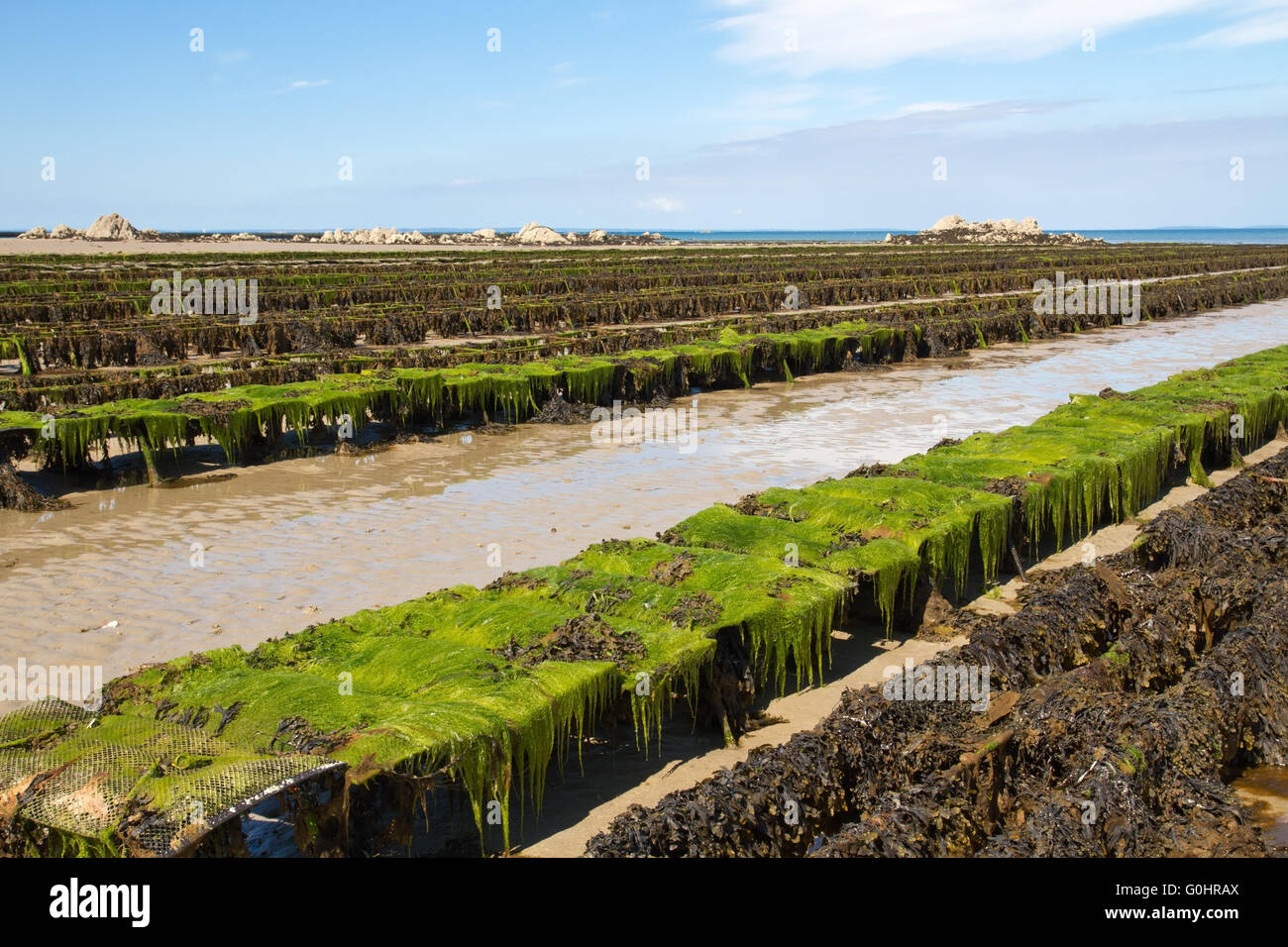 Oyster beds, Jersey, UK Stock Photo Alamy