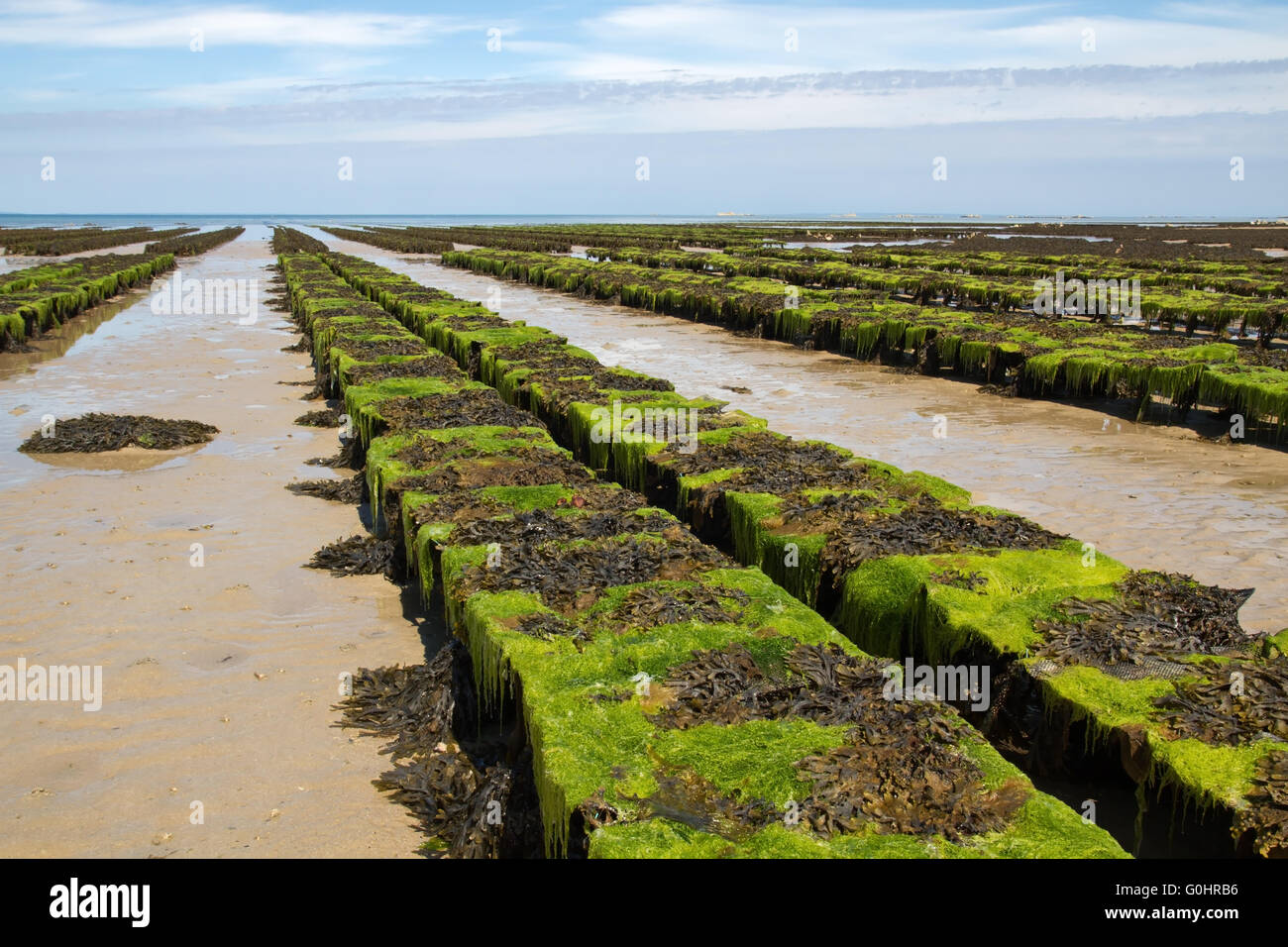 Oyster bed uk hires stock photography and images Alamy