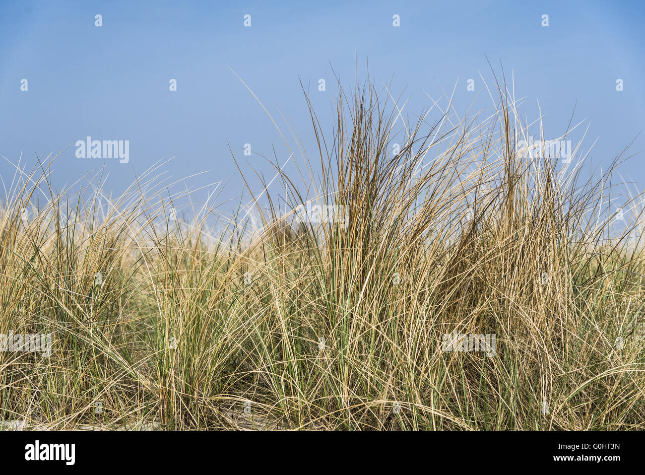 Grass on Beach, Baltic Sea Stock Photo